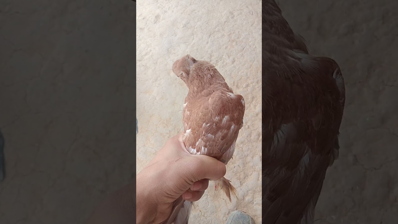#fancypigeon #pigeonlover #indianpigeon #ytshorts #shortvideo #viralvideo #trending