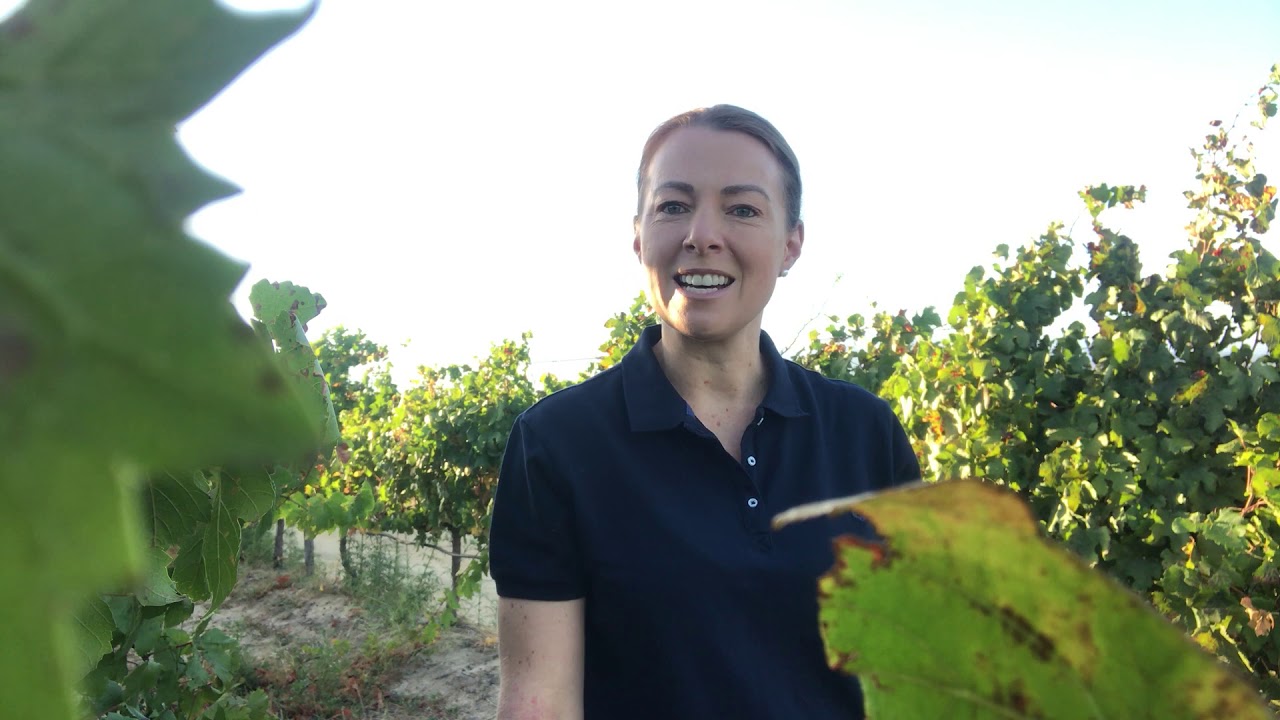 BOSMAN HARVEST REPORT 2020 | Corlea Fourie