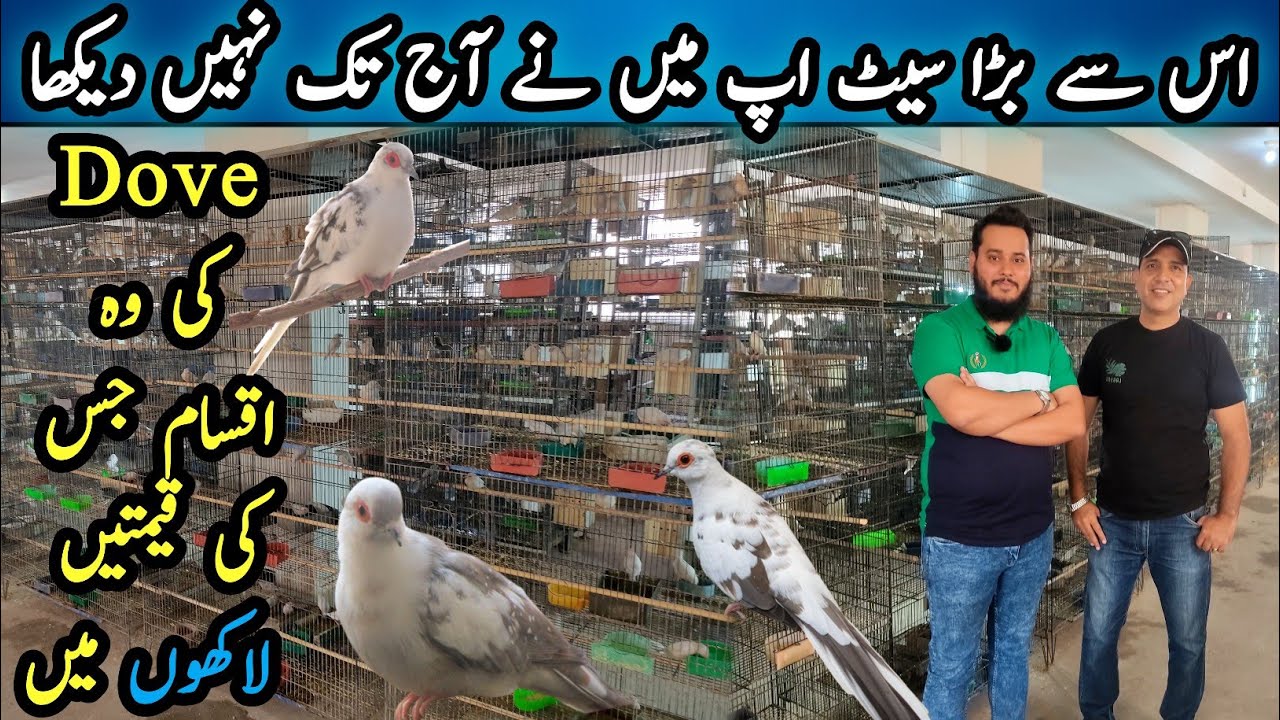 Visit Biggest Dove Mutations Setup |Red Paid | Diamond Paid |Blue Paid Dove@SYEDBIRDS