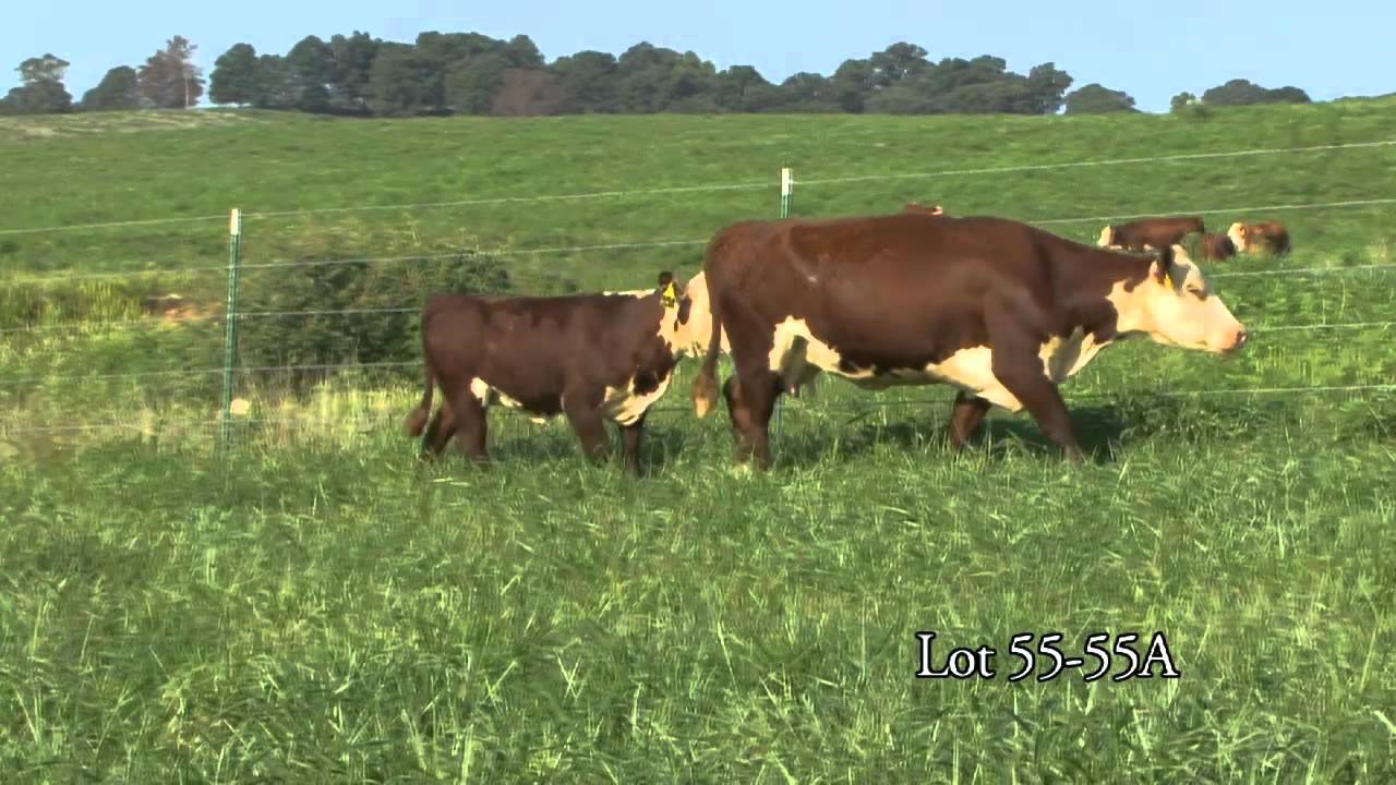 Journagan: Lot 55 and 55A