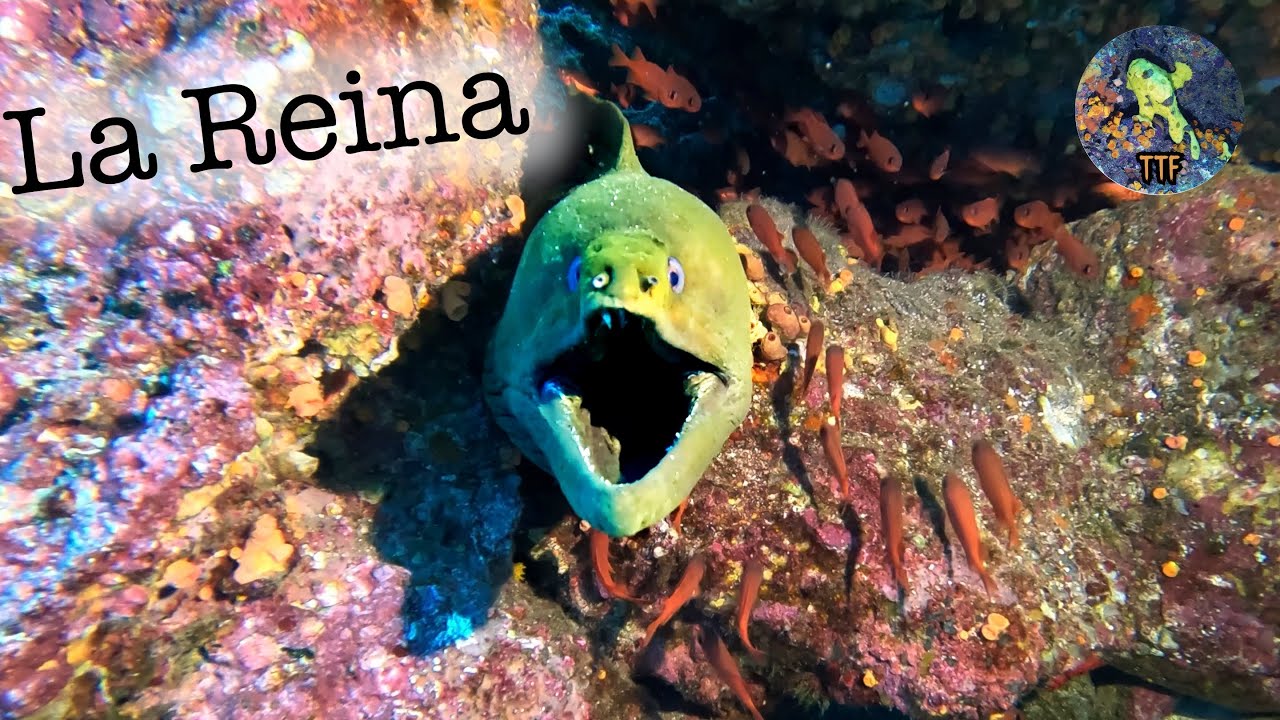 La Reina, Remote Diving near La Paz BCS - Mexico