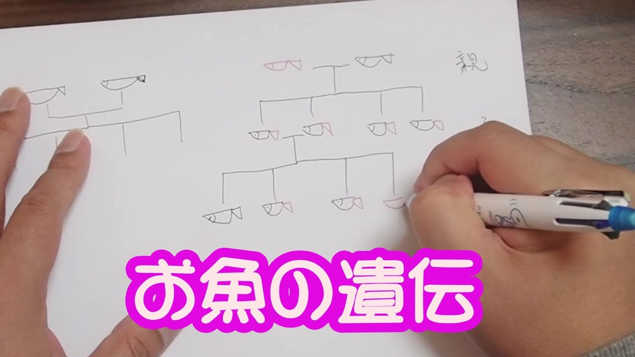 品種改良　遺伝の話　素人さん向けのお話をします。