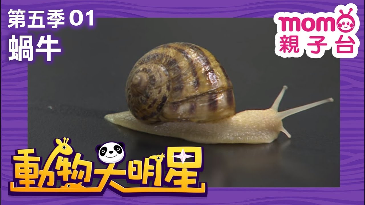 動物大明星 S5【蝸牛】第5季 第01集｜認識動物｜自然生態｜魚類｜爬蟲類｜昆蟲｜海洋生物｜哺乳類｜Animal big star｜兒童電視節目【親子台｜官方HD完整版】momokids