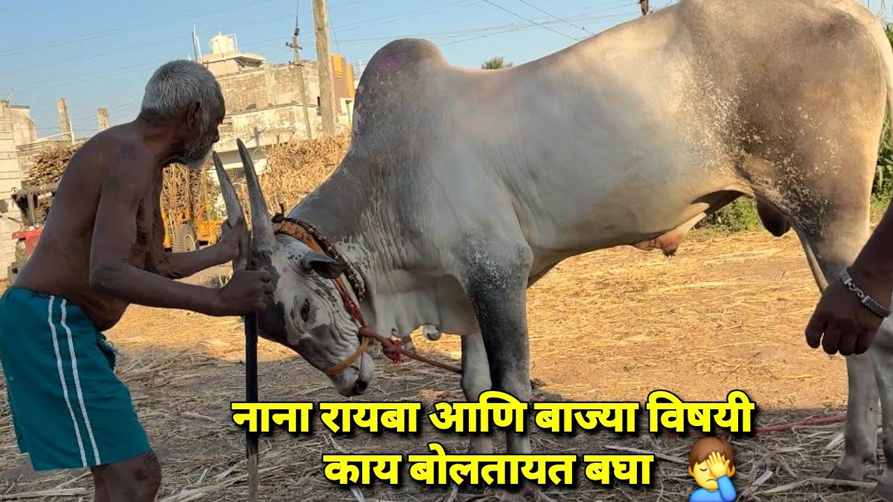 नाना रायबा आणि बाज्या विषयी काय बोलतायत बघा 🤦‍♂️ | Bailgada Sharyat |