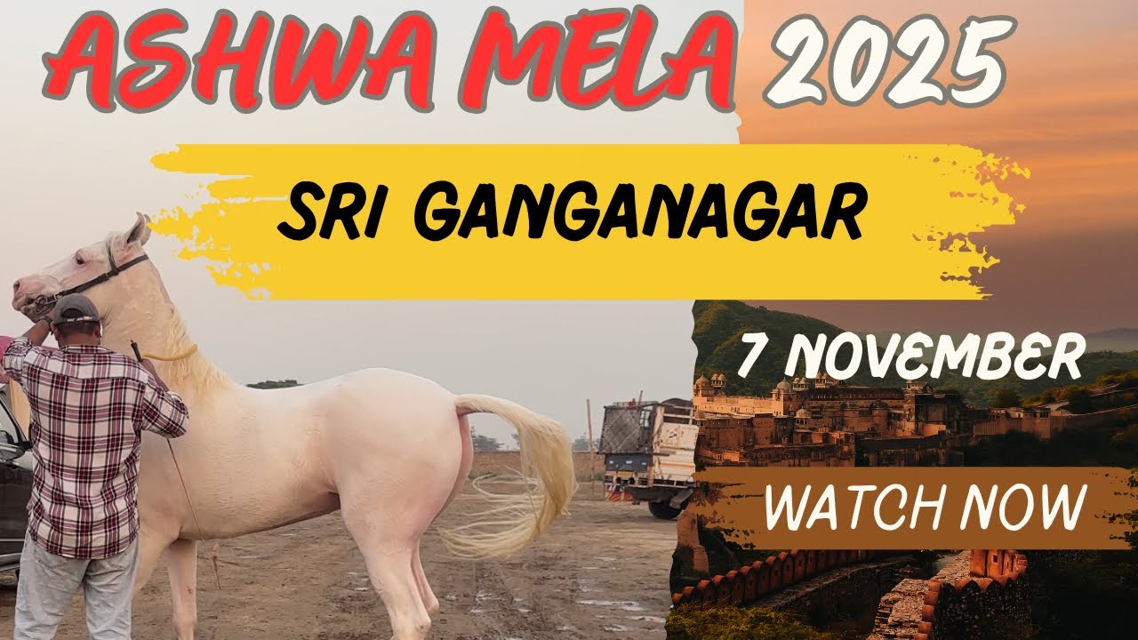 Ashwa mela Sri Ganganagar 2025 || 7 November || Sri Ganganagar horse fair