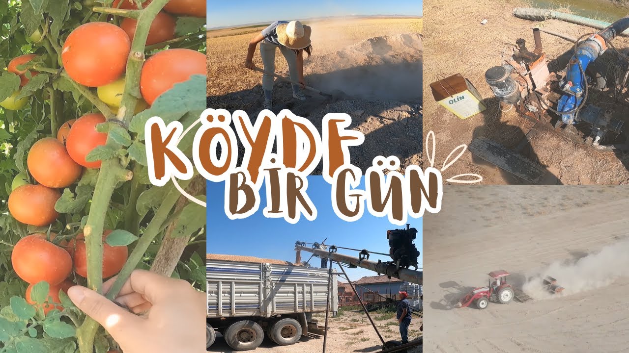SEPET SEPET DOMATES-BUĞDAYLAR OFİSE-SU MOTORU ARIZASI-KABAK KURUTMA YERİNE TIRMIK % TEKERLEK ÇEKTİK