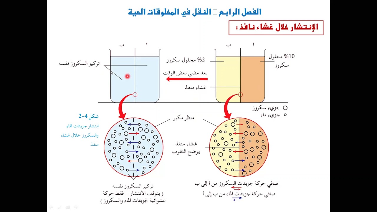الثامن الاساسي - النقل في المخلوقات الحية (1) - ج1