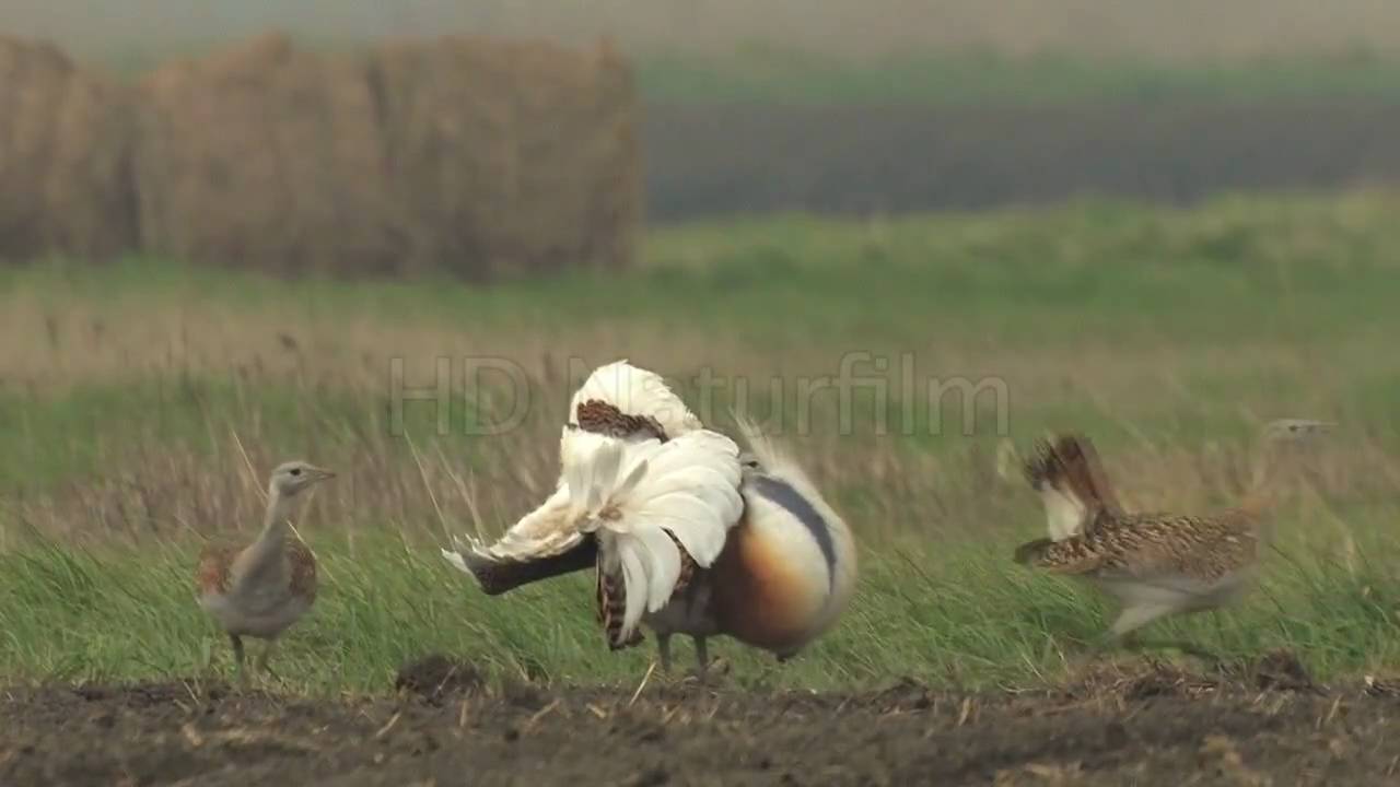 Hahn im Korb - Die Balz der Großtrappe - Great Bustard's courtship