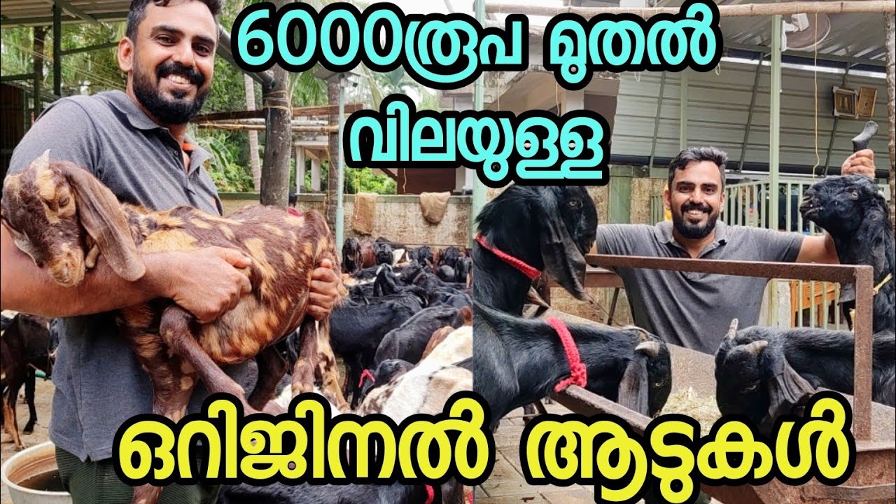 വിലക്കുറവിൽ ഒറിജിനൽ ആടുകളെ സ്വന്തമാക്കാം. മലപ്പുറം തിരൂരിലെ zabeel goat farm house ലെ വിശേഷങ്ങൾ.