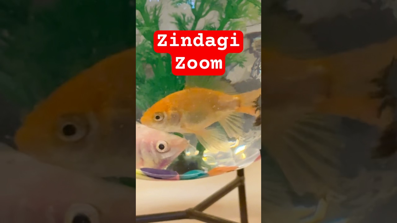 Zoom Karke Zindagi Ko Dekho 