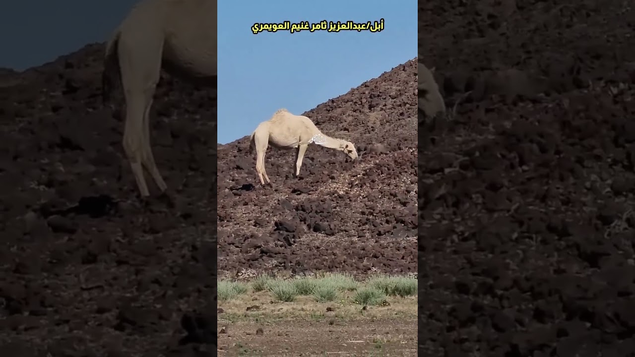 أبل عبدالعزيز ثامر ابن غنيم  العويمري الرشيدي