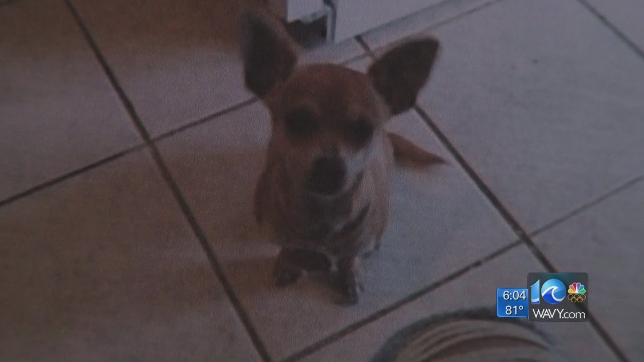 Case against PETA over killed, kidnapped dog moves forward