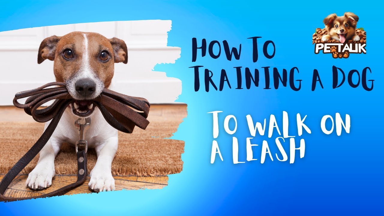 How To Train a Dog to walk on a leash??? #pettalk  #leashtraining #dogowner