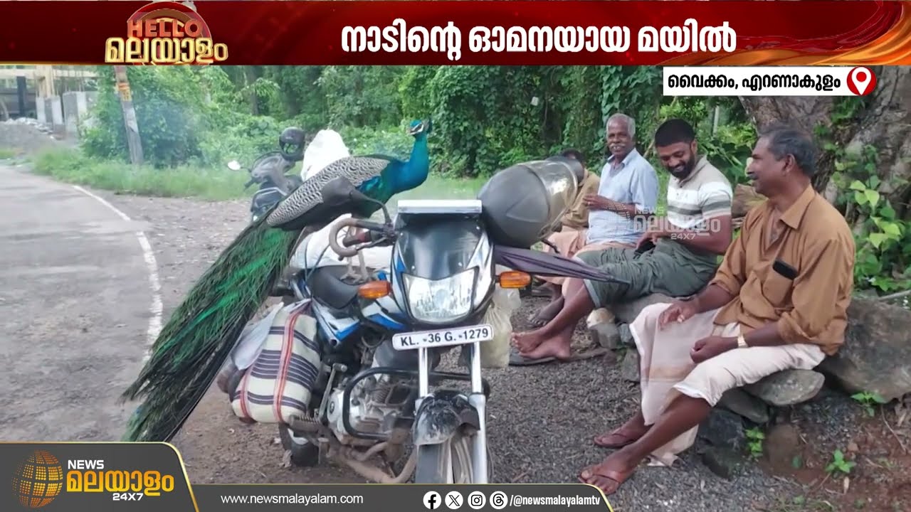 വൈക്കം മറവൻതുരുത്ത് പഞ്ചായത്തിൽ അതിഥിയായി എത്തി നാട്ടുകാരുടെ ഓമനയായി മയിൽ  | VAIKOM
