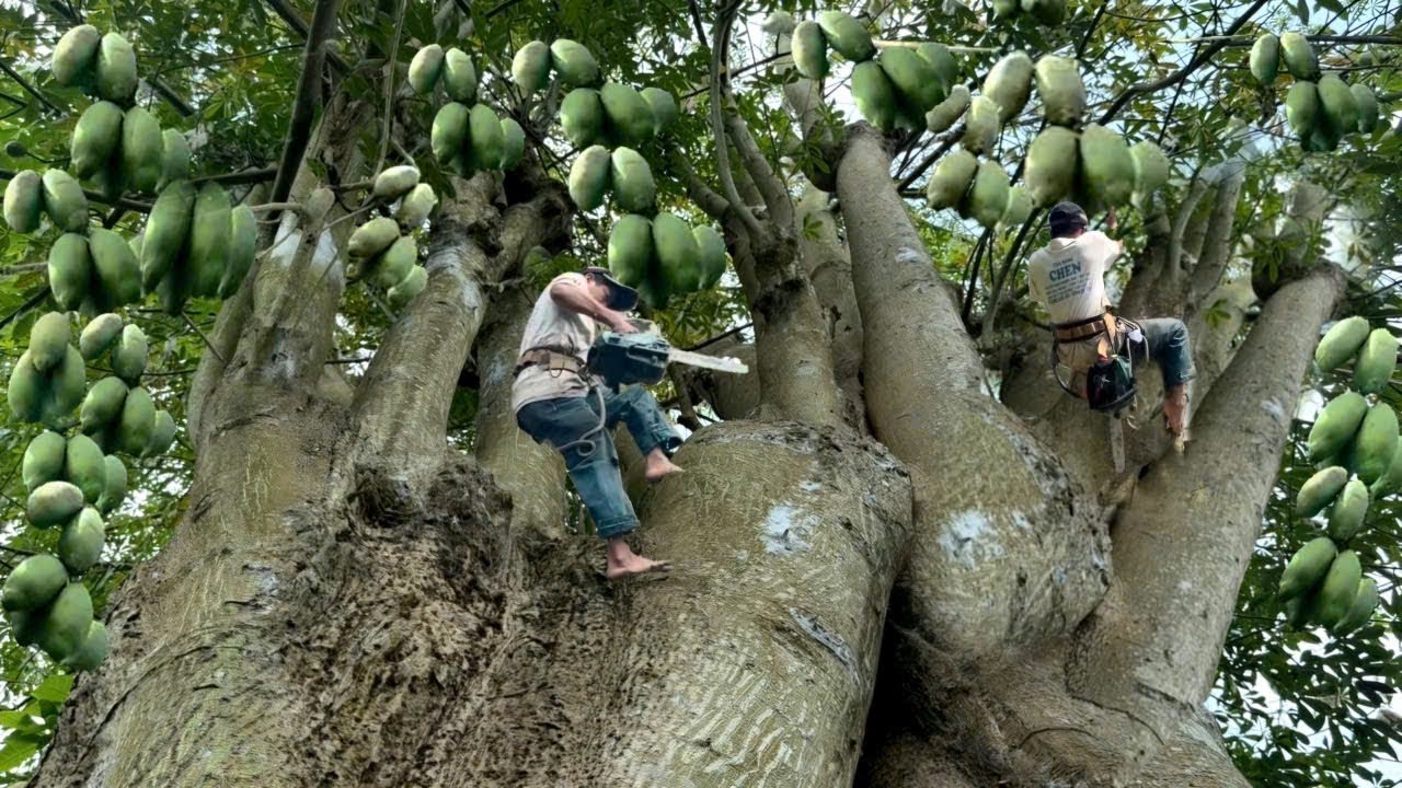 Cưa C&acirc;y G&ograve;n To, T&agrave;n Khủng, Gần Nh&agrave; Ngay D&acirc;y Điện Tr&aacute;i Ch&ugrave;m Ch&ugrave;m, Như Tiết Rơi, Cưa Kỹ Thuật,401
