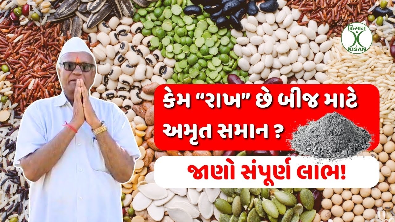 નાનકડું બીજ, પણ તાકાત અદભૂત. કેમ રાખ છે બીજ માટે અમૃત સમાન? i-KISAN | VELJIBHAI BHUDIYA