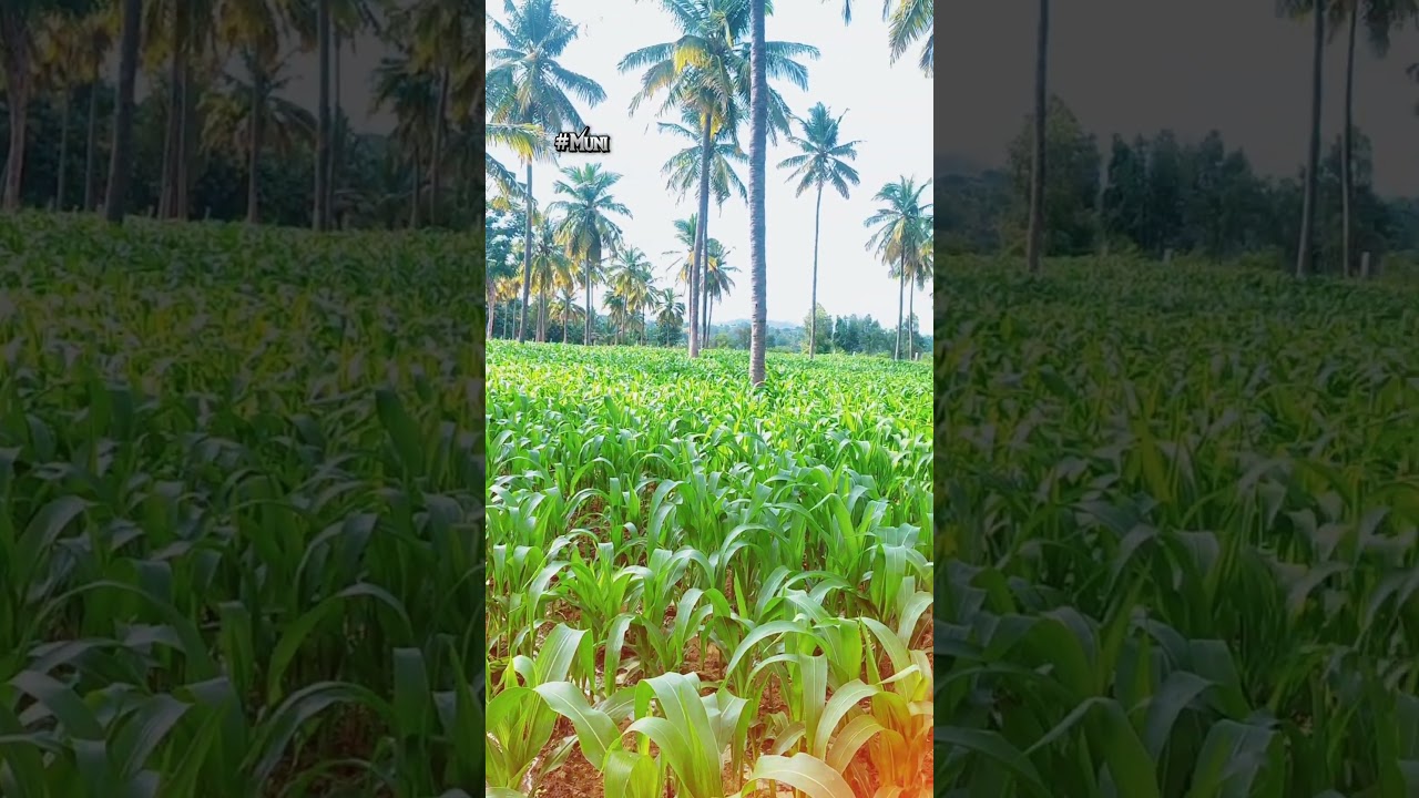 #agriculture # #karnataka # #farming # #raitha # #india