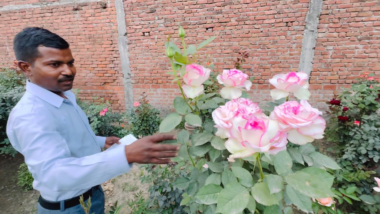 Ros&eacute; Nursery secret