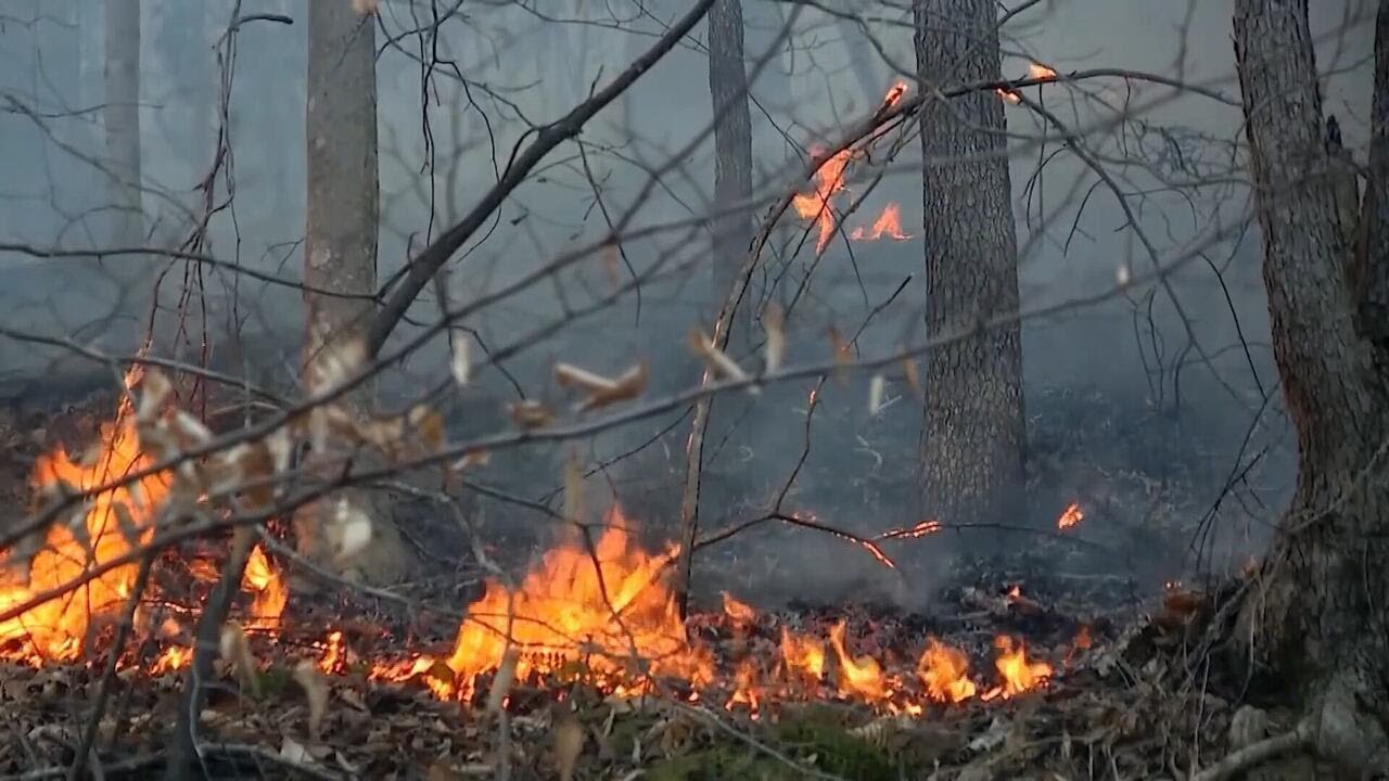 Все 159 округов Джорджии охвачены засухой, а риск лесных пожаров возрастает.