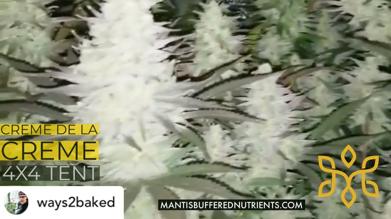 Creme De la Creme - MANTIS&trade;Buffered Nutrients