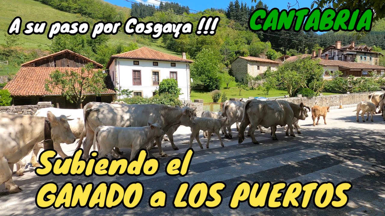 SUBIENDO EL GANADO A LOS PUERTOS. A su paso por Cosgaya - Camale&ntilde;o - LI&Eacute;BANA - CANTABRIA