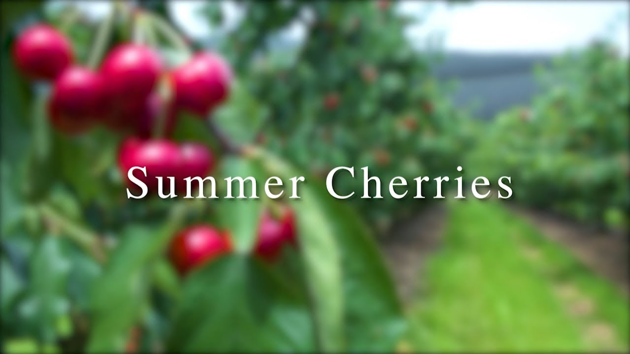 Frank's Summer Cherries