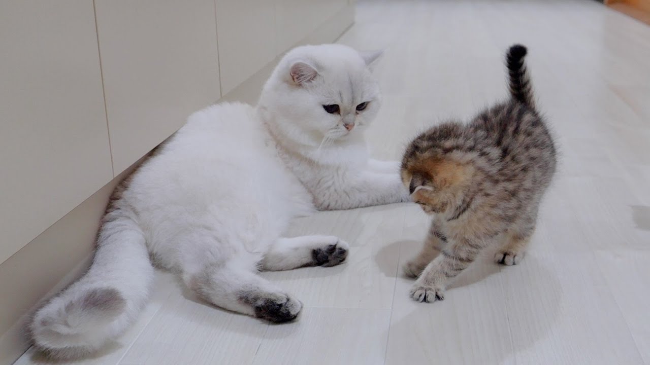 Котенок, смело напавший на папу-кота, был таким милым!