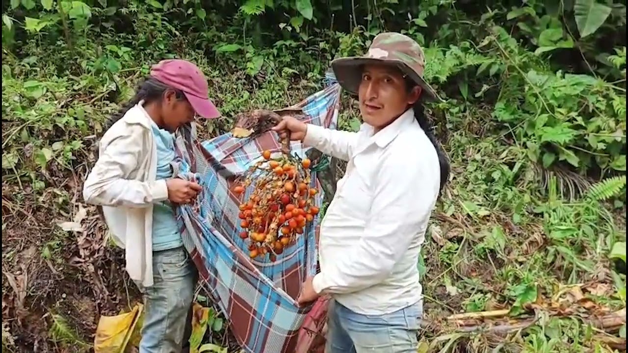 Coseché una variedad de chontas de esta manera. Aquí te enseñamos