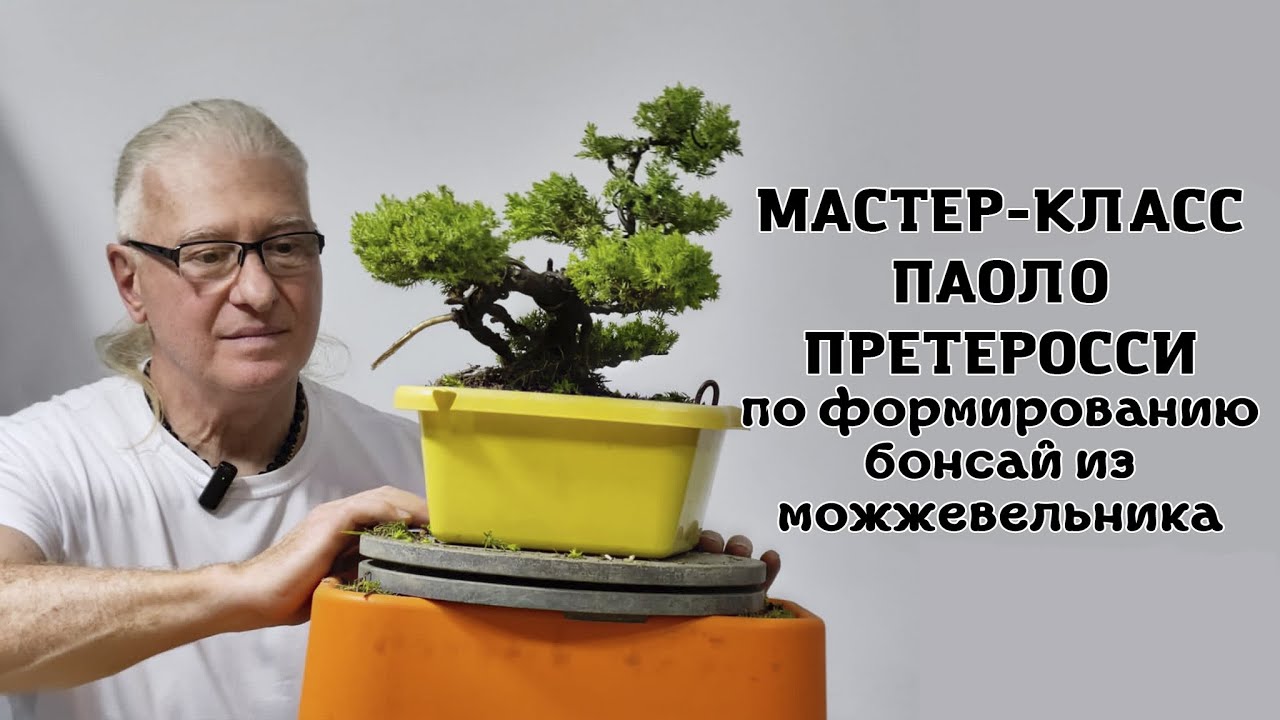 Мастер класс Паоло на фестивале Орхидиум (можжевельник лежачий Нана)