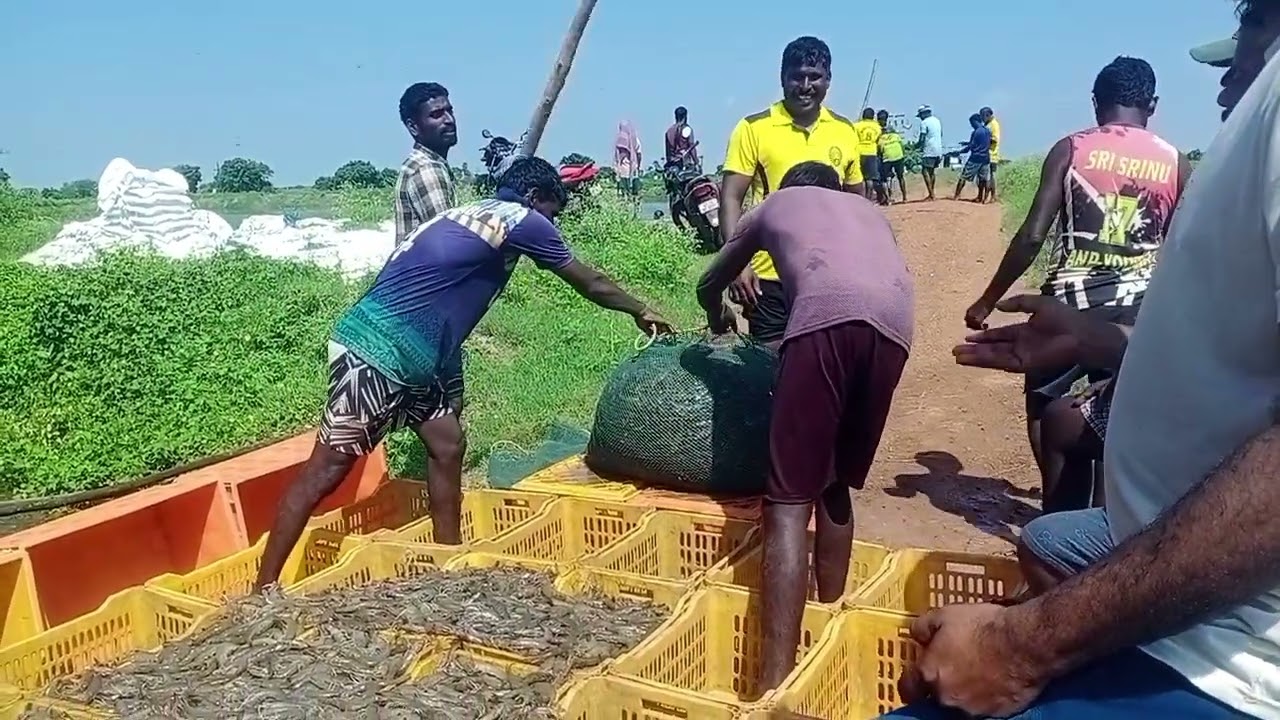 Harvesting vennami shrimp culture || ফিশারি থেকে চিংড়ি ধরা হচ্ছে, #harvesting #fish 