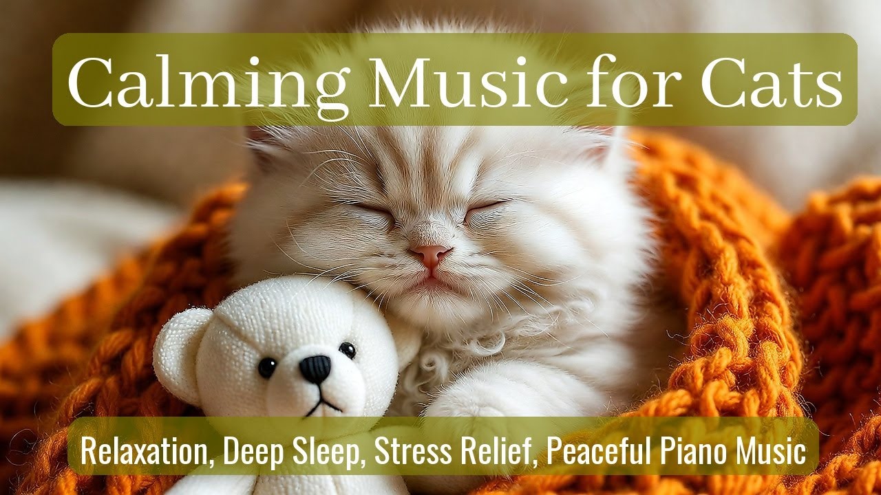 LIVE Cozy Sleeping Cat Soundly for Peace 😴 | Season 90