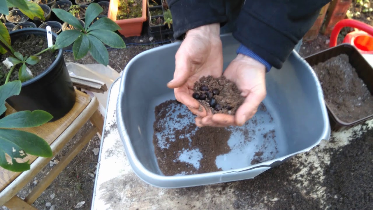 How to grow tree peonys from seed part1
