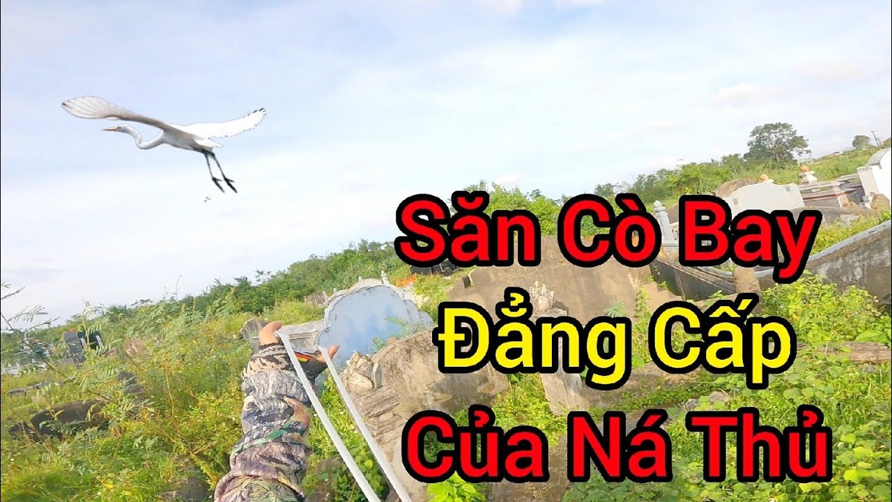 Đi Săn Bằng Ná Cao Su - Săn Cò Bay Đẳng Cấp - Slingshot Hunting Birds Tập 296