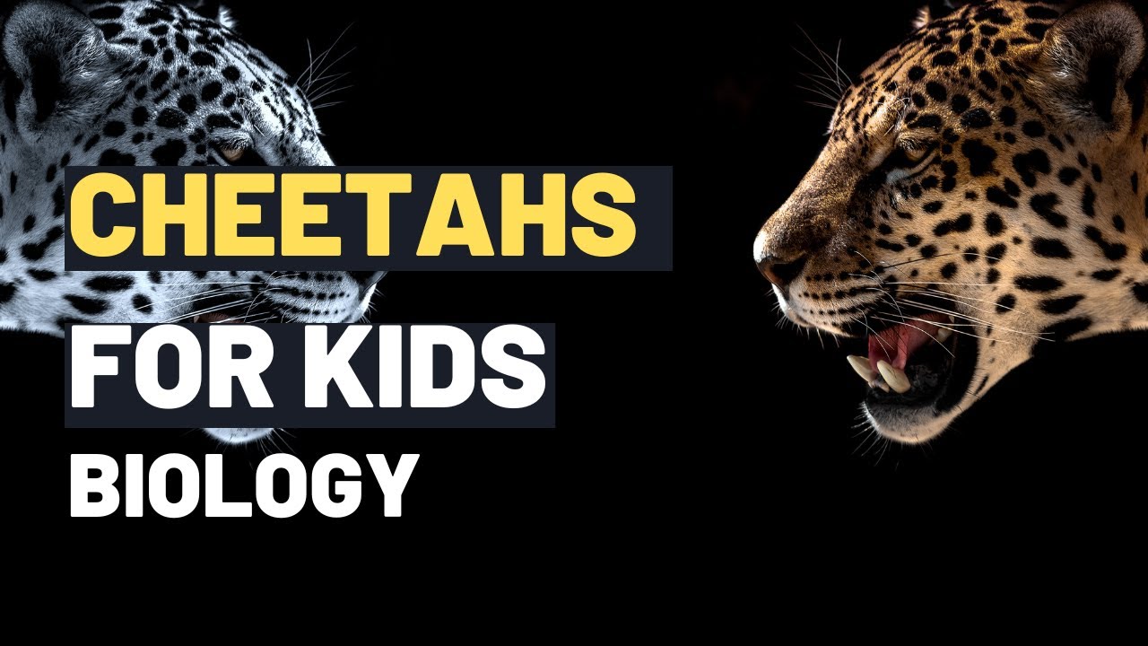 Cheetahs: Amazing Cheetah Facts for Kids | Learn About the Fastest Animal on Earth, Biology For Kids