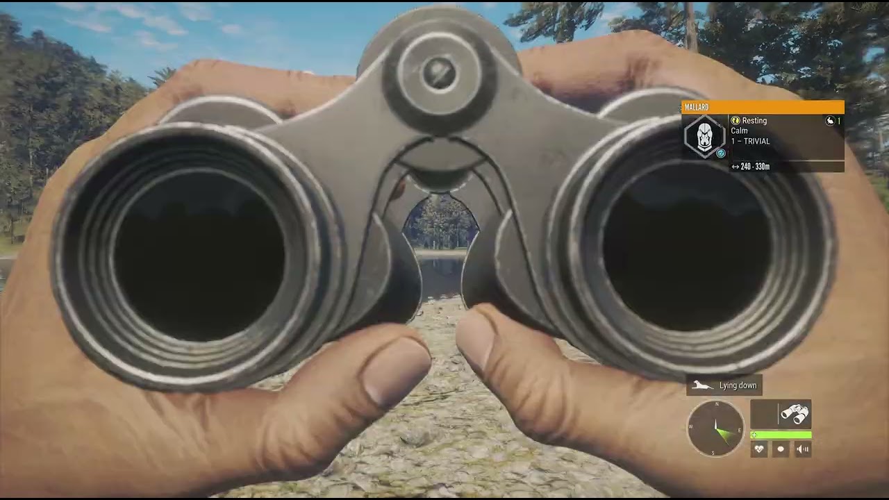 Out hunting rare piebald.Fallow deer.