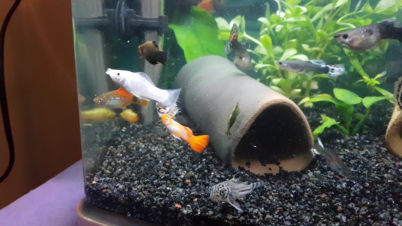 Canlı doğuran akvaryumu lepistes,plati,molly,cüce vatoz,corydoras,tatlı su karidesi