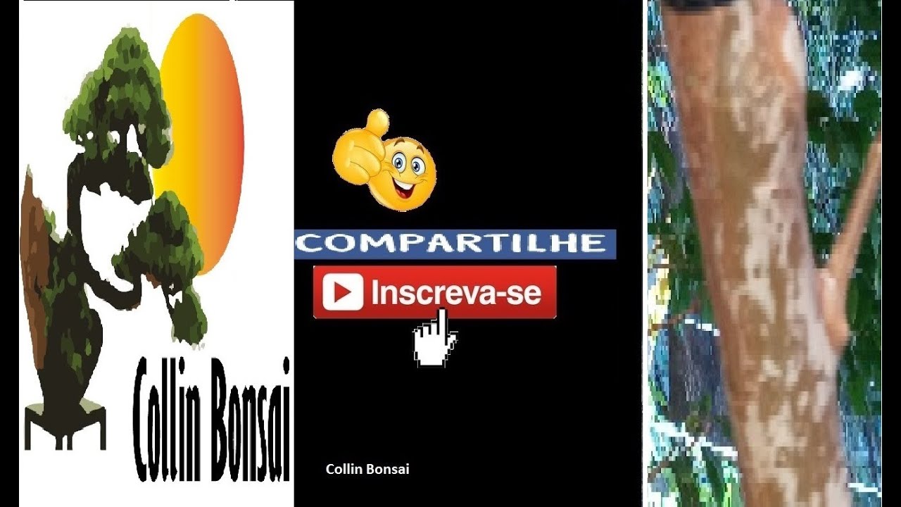 Como Conseguir Muda Grossa de Jabuticabeira ( Enxerto de raiz )