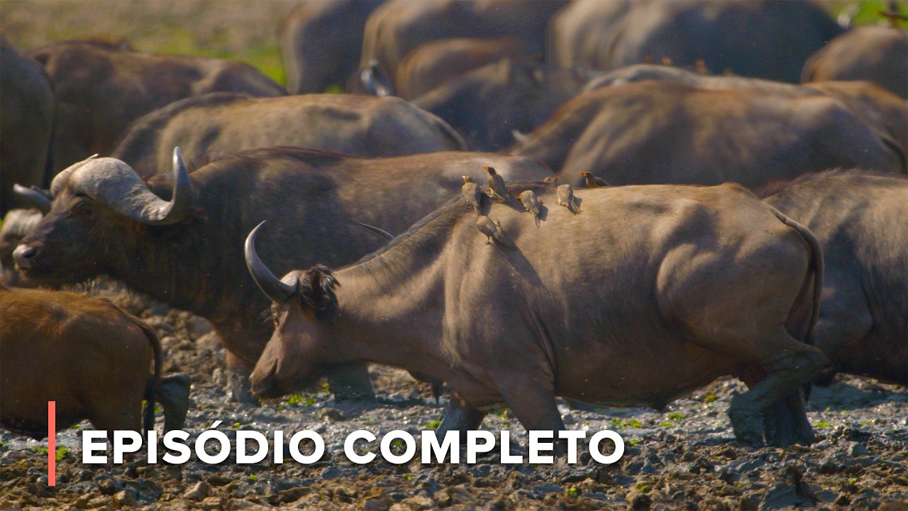 A seca começa: como os animais sobrevivem à estação seca | A Grande Seca 101