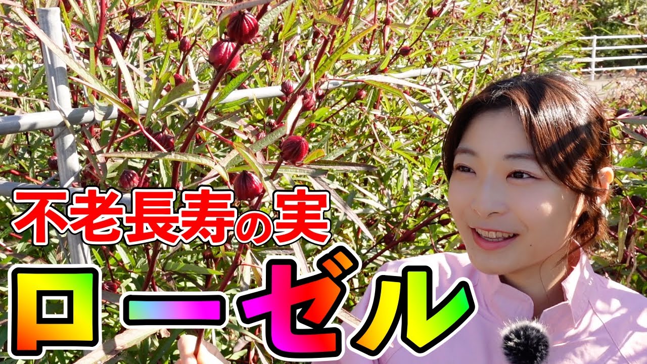 甘酸っぱいルビー色に輝くローゼルとは？効果効能がスゴかった