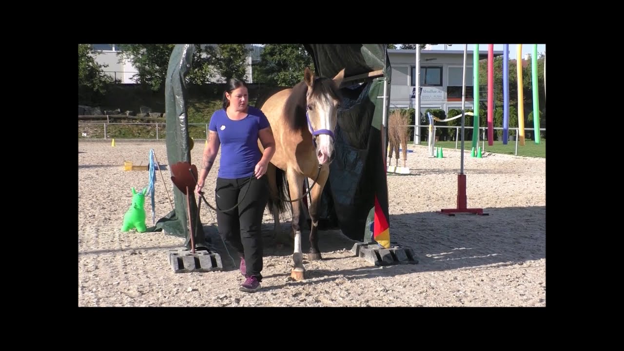 Theorie Horse Agility Training mit Sonja Ruffieux
