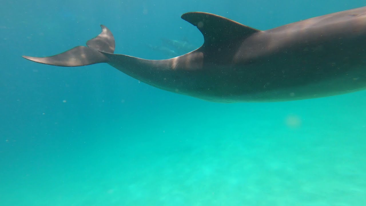 Diving in Diani Kenyan Coast - Dolphins, Turtles & Marine Life 2022