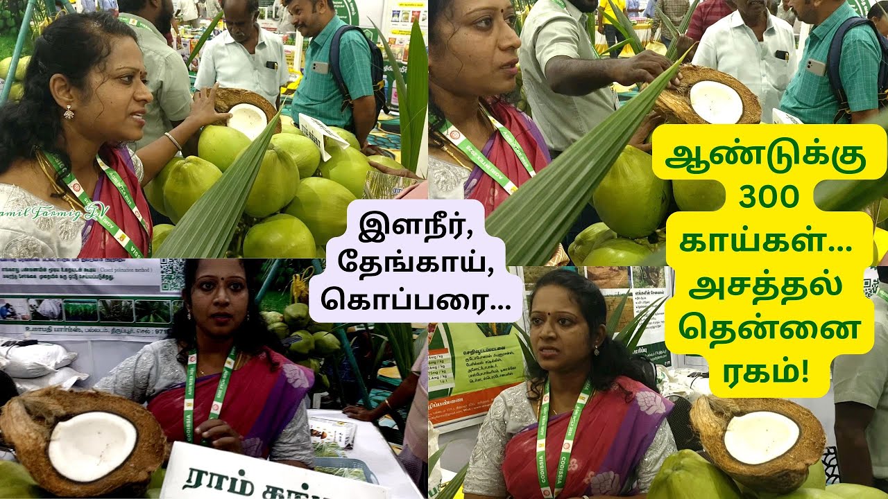 300 காய்கள் அசத்தல் தென்னை ரகம் | Ram Ganga Coconut Tree | Hybrid Coconuts | Umapathy farms