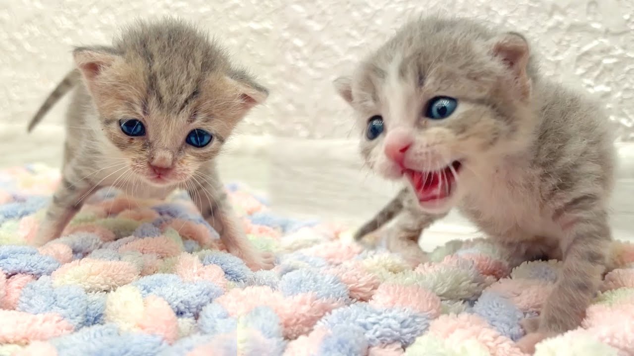 «Люди, мы проснулись! Где наше молоко?!» Котята требуют свою бутылочку молока