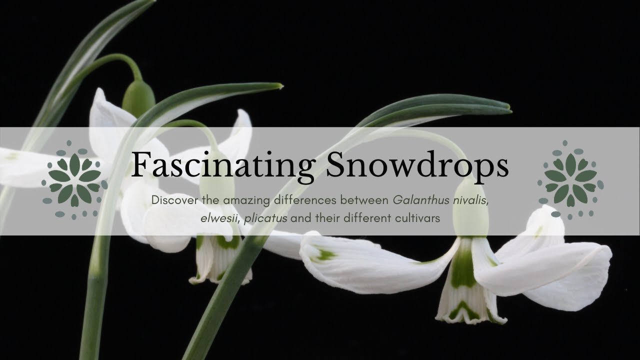 Fascinating Snowdrops with National Collection Holder David MacLennan