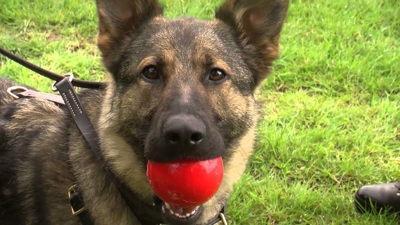 The Long Arm of the Paw: The Life of a Police Dog