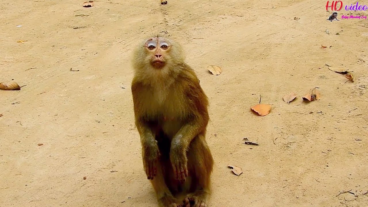 OMG..WHO UNDERSTAND HER ! What this pigtail monkey try talk-talk to me | Look really pity her