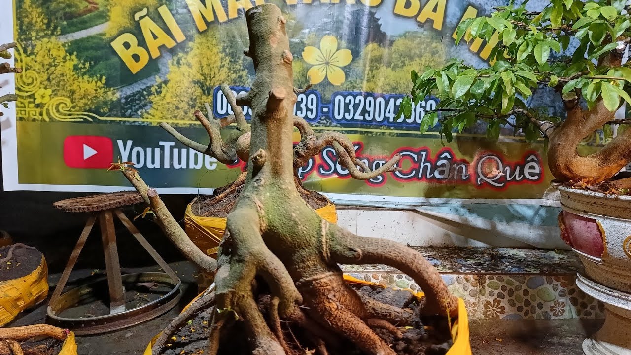 Nhịp Sống Chân Quê đang phát trực tiếp!