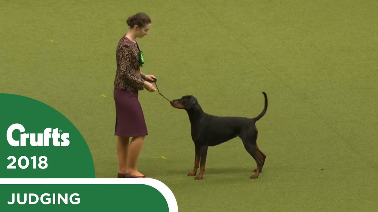 International Junior Handling Competition - Final Judging | Crufts 2018