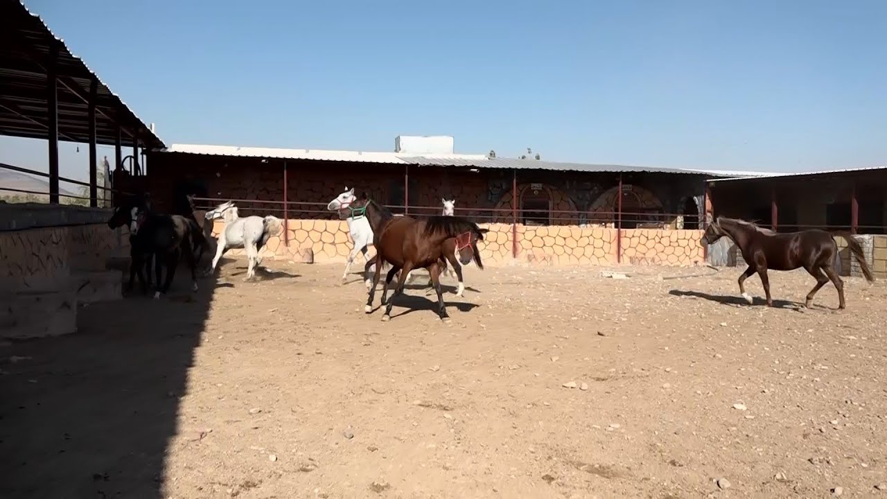 الخيول السورية العربية الأصيلة تواجه خطر ضياع أنسابها .. مالقصة؟ | لم الشمل