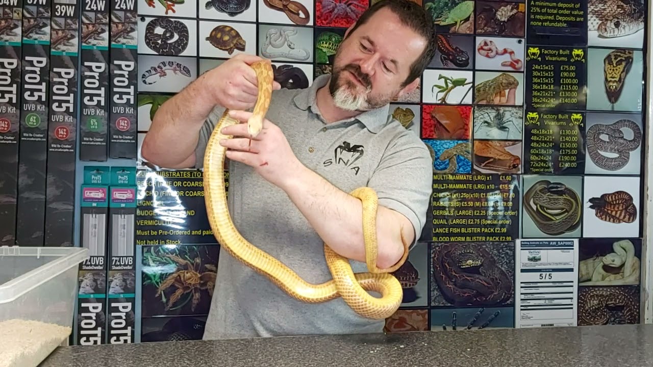 Aggressive Snakes part 2. Snakes 'N' Adders Reptile advice: Episode 73